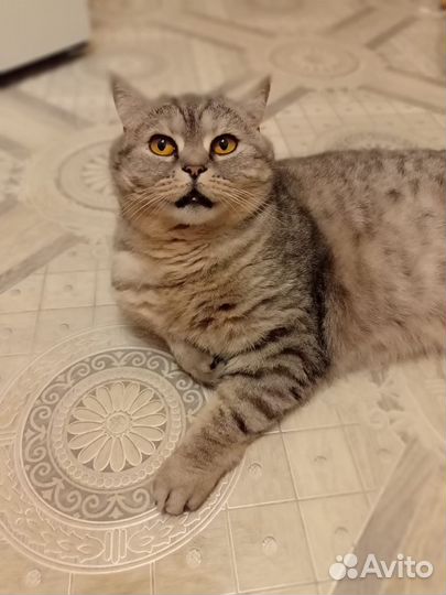 Шотландская вислоухая кошка бесплатно