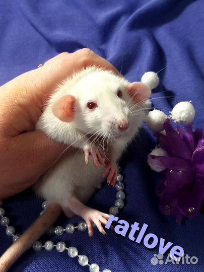 Крысята мальчик дамбо от ratlove
