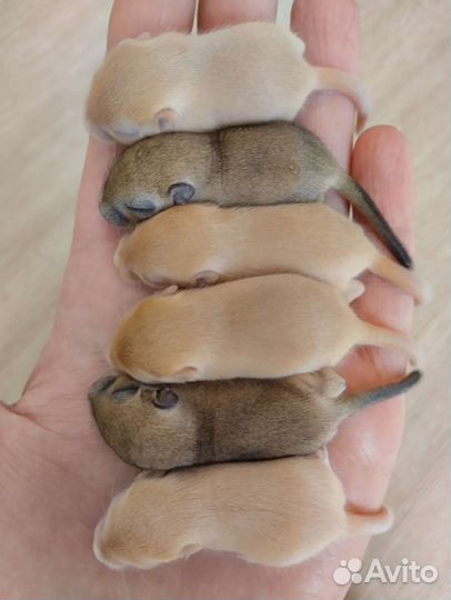 Монгольская песчанка разные окрасы