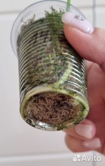 Диффенбахия Рудольф роерс