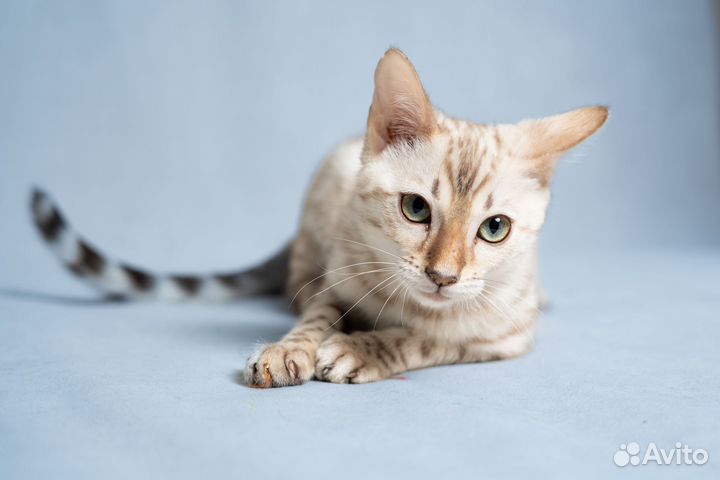 Бенгальский кот