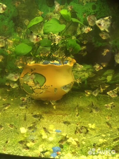 Аквариумные рыбки