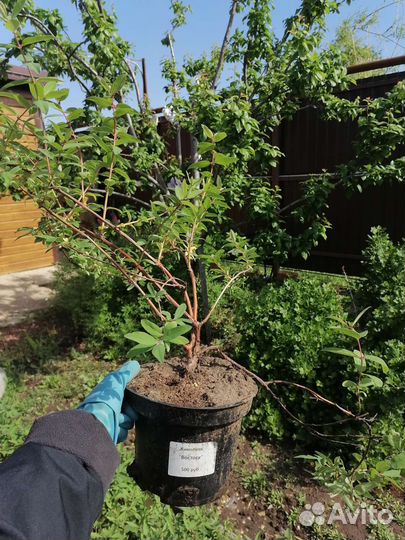 Саженцы жимолости