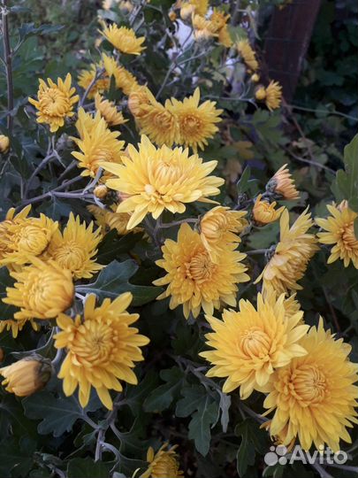 Хризантемы