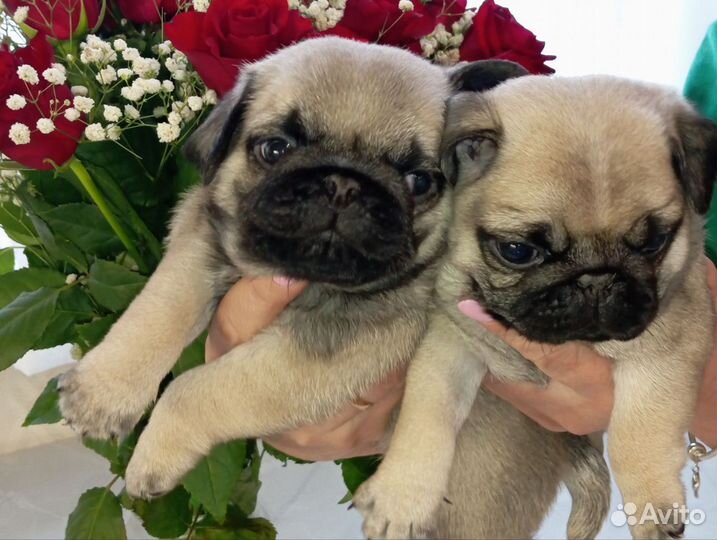 Щенки мопса