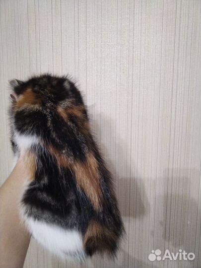 Курильский бобтейл