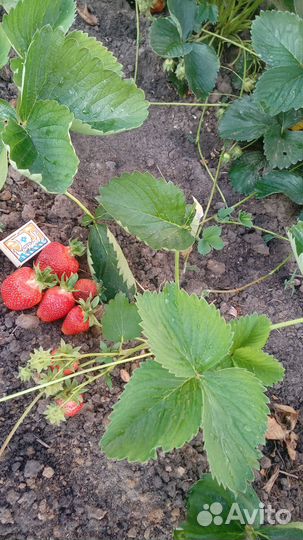 Клубника рассада