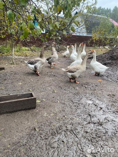 Гуси,утки