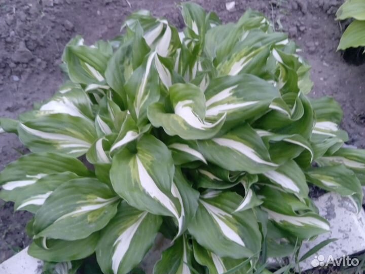 Хоста, папоротник