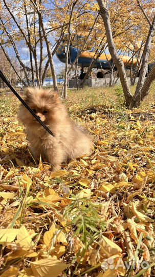 Померанский шпиц