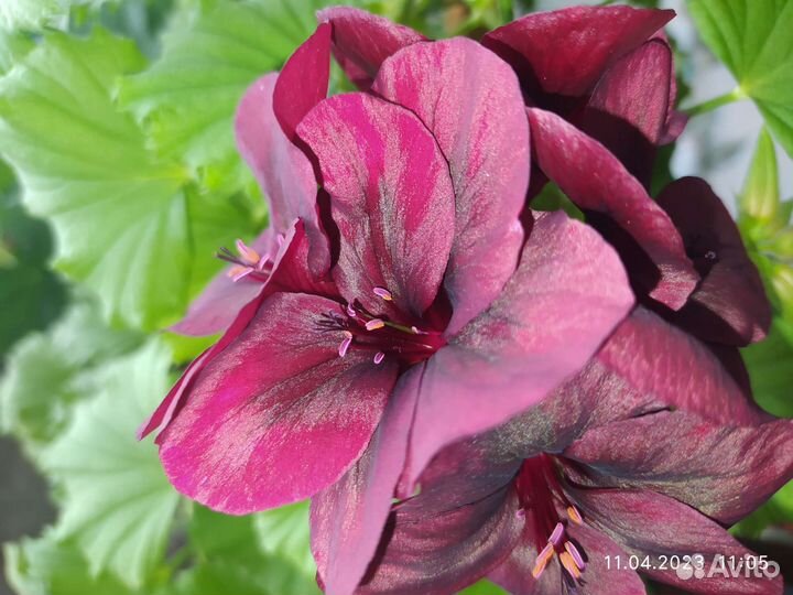 Пеларгонии