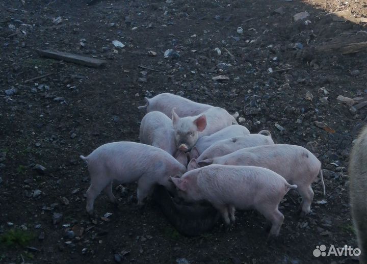 Поросята