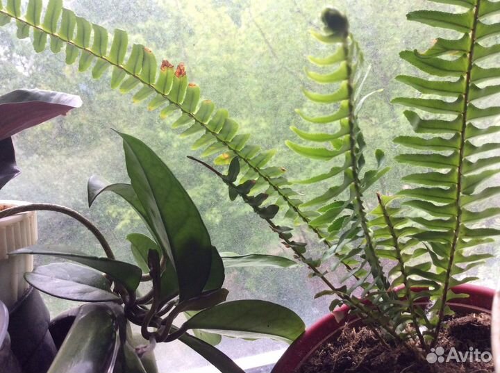 Комнатные цветочки много