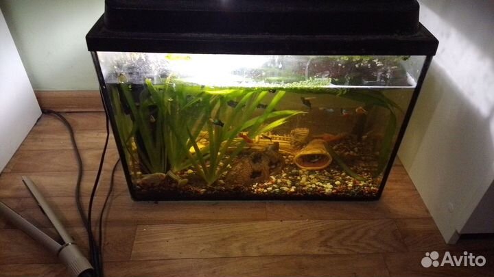 Аквариум