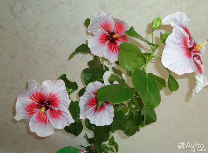Гибискус сортовой