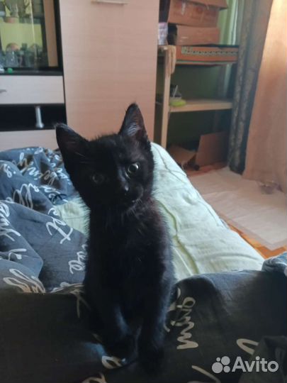 Кошка в дар