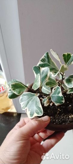 Фикус триангулярис