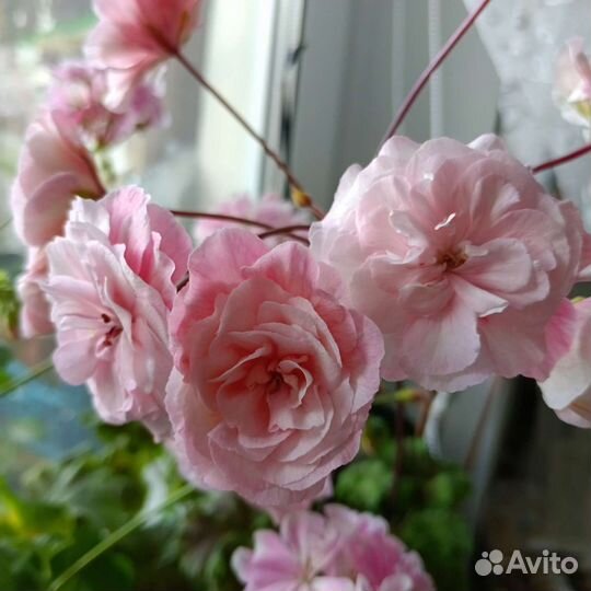 Пеларгония герань Сага Saga Леона галактика