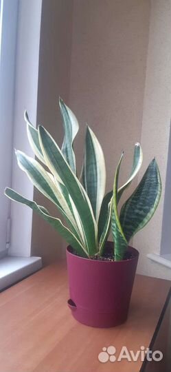Сансевиерия лауренти