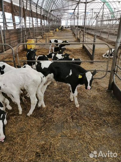 Бычки на откорм, 1-3мес