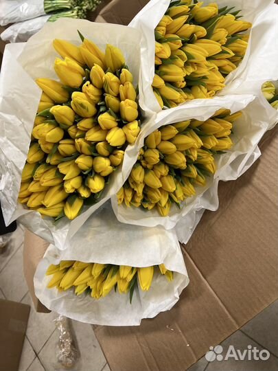 Тюльпан розница и опт