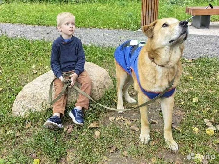 Понимающий пес вас с полуслова