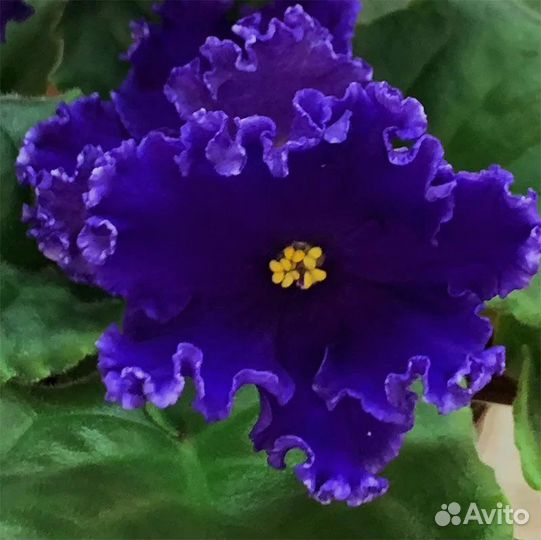 Излишки листочков сортовых фиалок