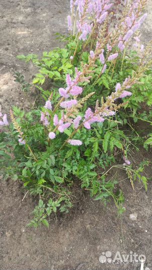 Цветы садовые астильба