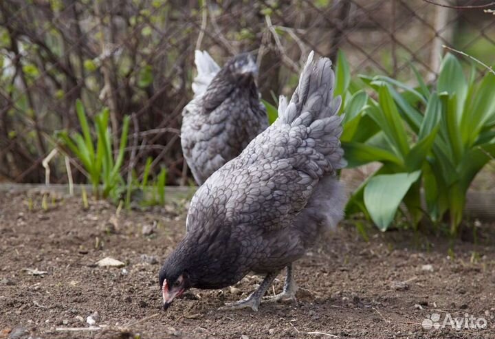 Куры несушки молодые