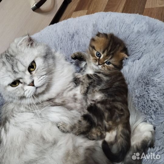 Котенок шотландец