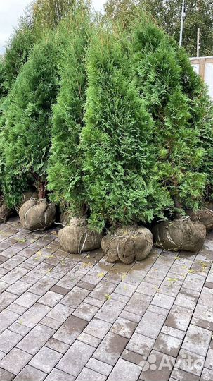 Туя Смарагд 220 см