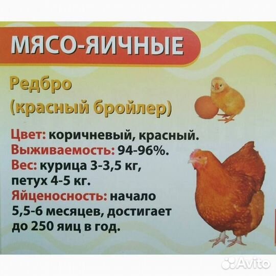 Цыплята Редбро