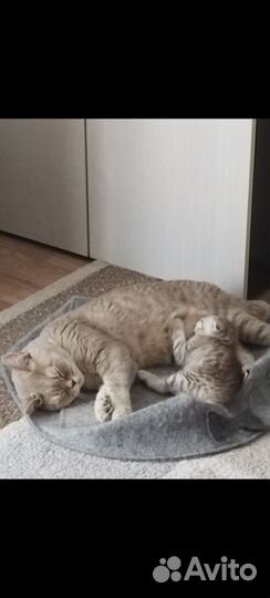 Котята шотландцы, вислоухие