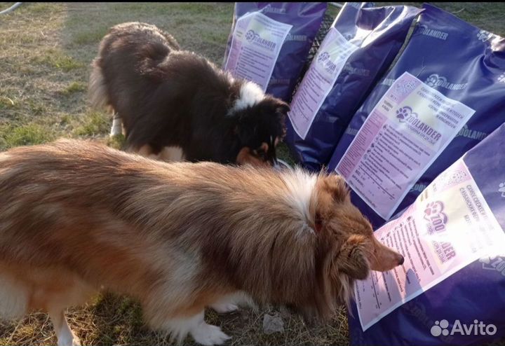 Гипоаллергенный корм для собак