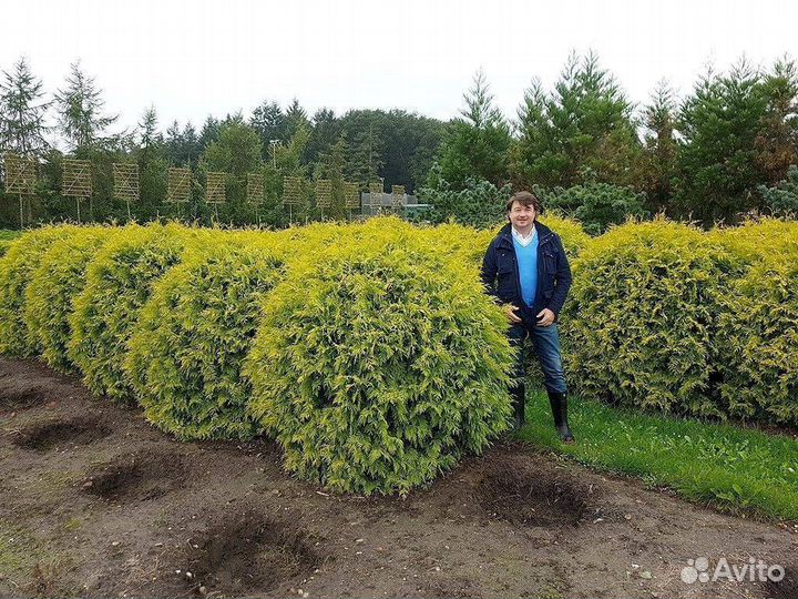 Туя шаровидная Даника от питомника