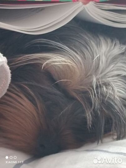 Йоркширский терьер мини щенок