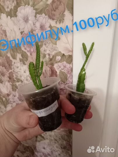 Комнатные растения