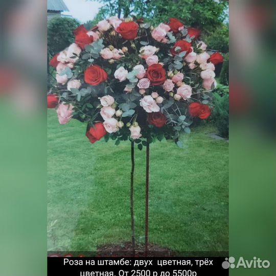 Розы на штамбах