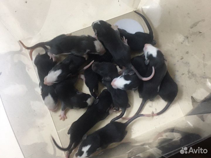 Крысята Дамбо. родились 1 марта