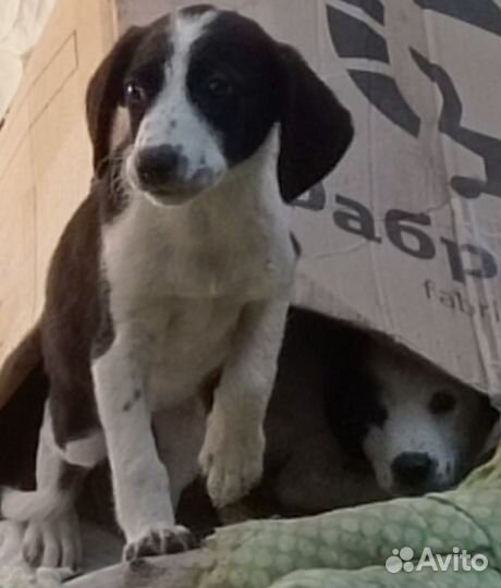 Щенки в добрые руки