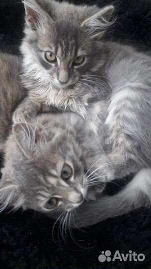Котята