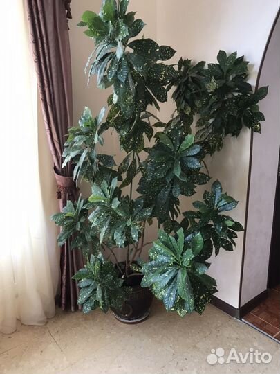 Кротон aureo maculatum