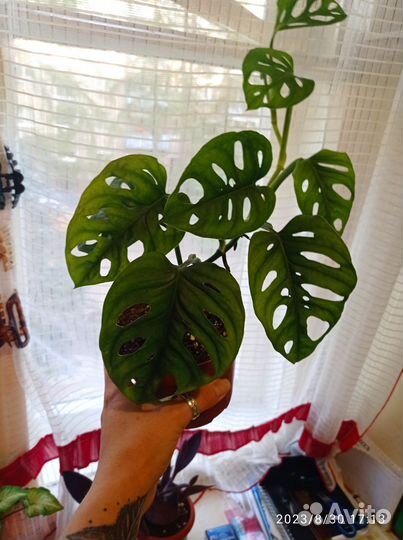 Эпипремнум ауреум, голден квин, Монстра Манки