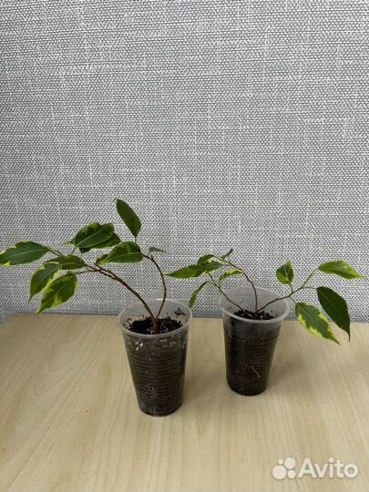 Фикус бенджамина кинки