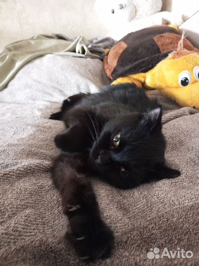 Британская кошка