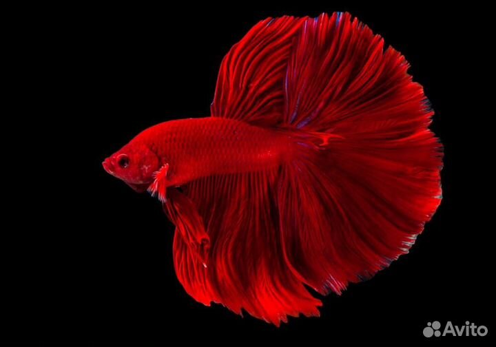 Аквариумная рыбка петушок (разные породы)
