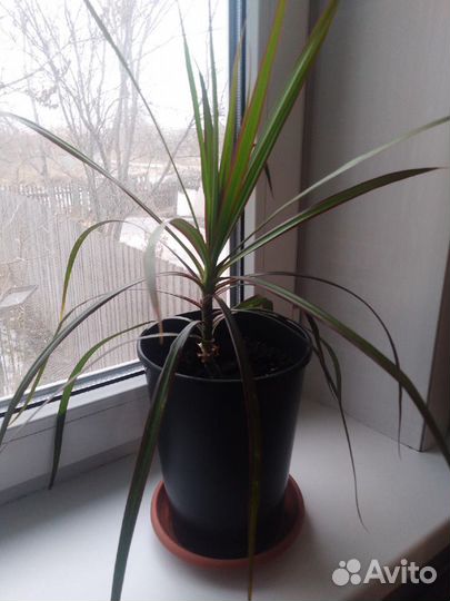 Драцена