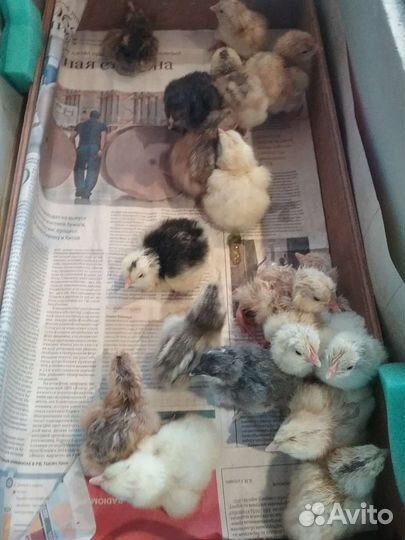 Цыплята суточные