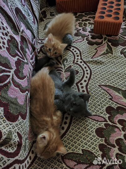Кошка в дар бесплатно