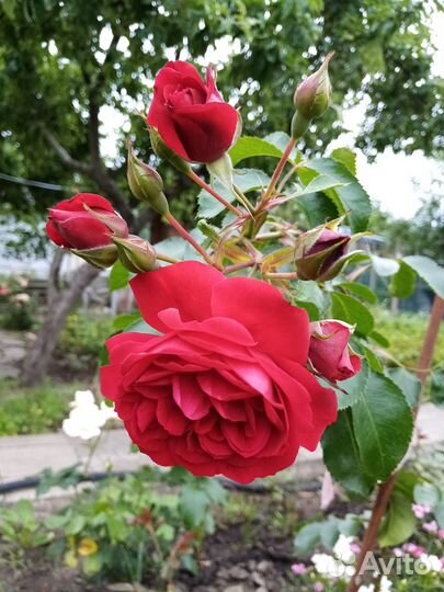 Саженцы плетистых роз. клематисы